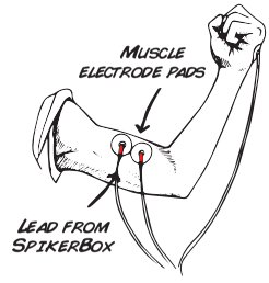 bicep electrode placement