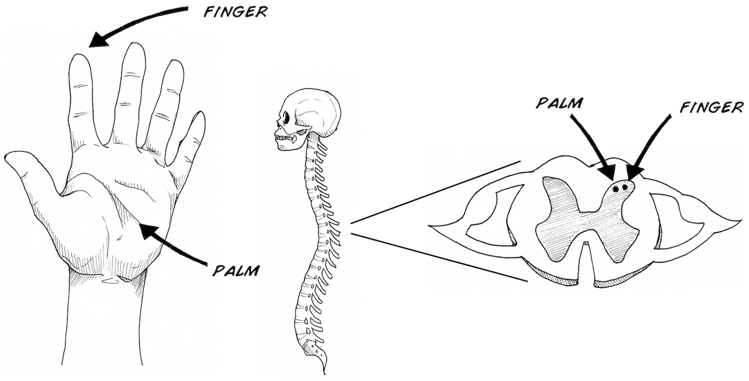 Exp4 fig1 labelled.jpg