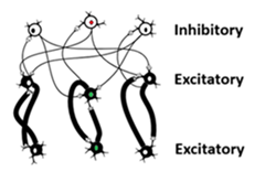 Mutual Inhibition