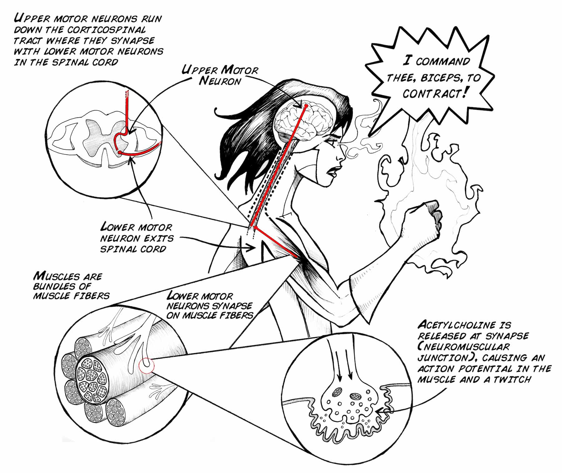 Brain Muscle EMG Superhero