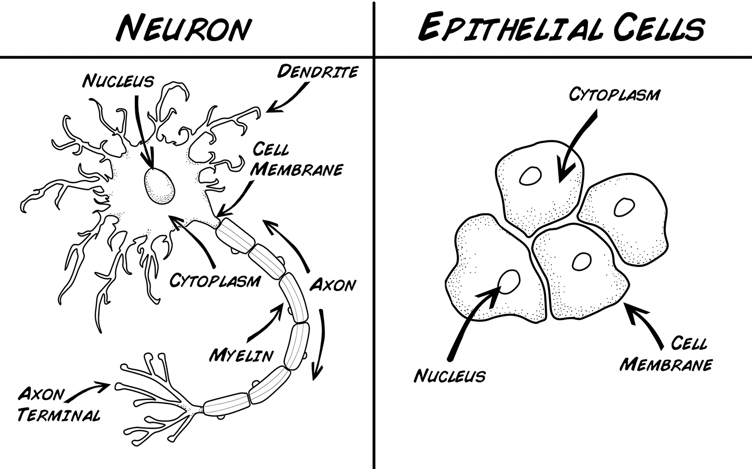 Neurons and Epithelial cells