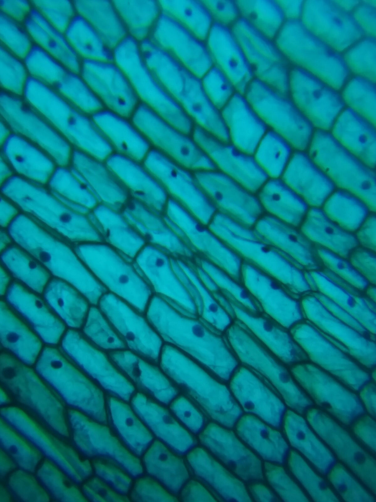 Onion cells